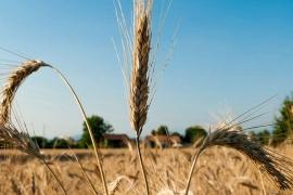 Роль міді та марганцю для озимої пшениціРоль міді та марганцю для озимої пшениці