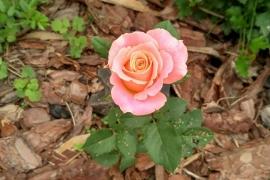 Посадка троянд у відкритий грунт весною