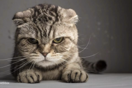 Майже як люди: п'ять речей, що ненавидять коти https://zaxid.net/news/