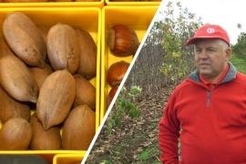На Вінниччині фермер вирощує один із найдорожчих горіхів світу