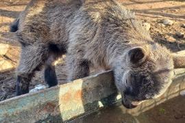 Весняне поповнення у вінницькому зоопарку - народились ягнята і козенят