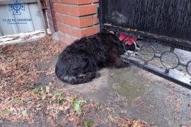 На Вінниччині рятувальники визволили пса, який застряг головою у паркані