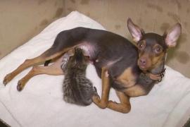 Собака стала мамою для новонароджених кошенят у Вінниці