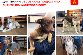 Вінницький муніципальний притулок для тварин: 74 собакам пощастило знайти дім минулого року