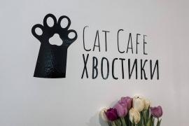 "Хвостики": у Вінниці відкрили перше котокафе