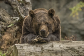 На Вінниччині бурий ведмідь бігав по полю: жителів просять не ловити його