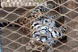 У зоопарку Вінниці показали, яким буде новий вольєр для ягуара