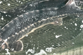 За ніч загинуло 9 тонн риби. Через екологічну катастрофу знищено унікальне стадо племінного азовського осетра в Україні