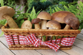 У Вінницькій області триває сезон дикорослих грибів