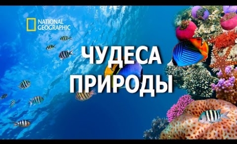 Вбудована мініатюра
