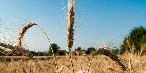 Роль міді та марганцю для озимої пшениціРоль міді та марганцю для озимої пшениці