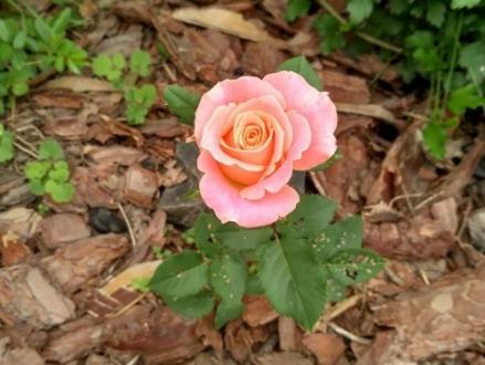 Посадка троянд у відкритий грунт весною