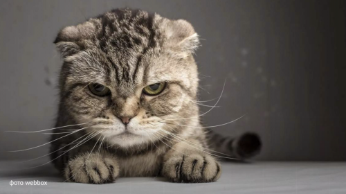 Майже як люди: п'ять речей, що ненавидять коти https://zaxid.net/news/