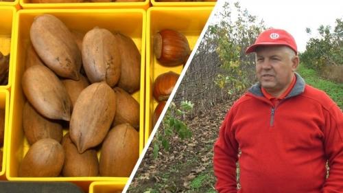 На Вінниччині фермер вирощує один із найдорожчих горіхів світу