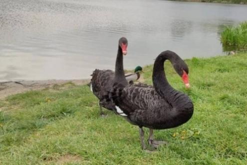 У Вінниці на пляжі оселилися чорні лебеді, у Подільському зоопарку б’ють на сполох