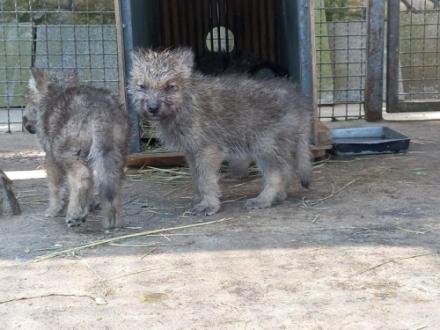 Новонароджених малюків виходили у зоопарку Вінниці після смерті вовчиці
