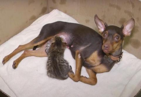Собака стала мамою для новонароджених кошенят у Вінниці