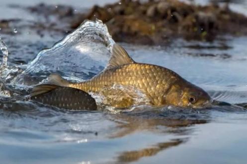 З 1 квітня у Вінницькій області починає діяти заборона на риболовлю