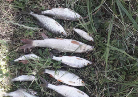 На Вінниччині в річці Мурафа масовий мор риби, фахівці повідомили, що було у воді
