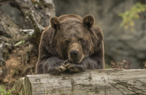 На Вінниччині бурий ведмідь бігав по полю: жителів просять не ловити його