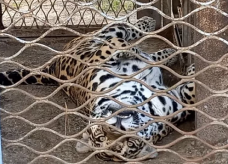 У зоопарку Вінниці показали, яким буде новий вольєр для ягуара