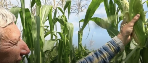 Як вінницький селекціонер відродив забуту козацьку «білу кукурудзу» Як вінницький селекціонер відродив забуту козацьку «білу кукурудзу»