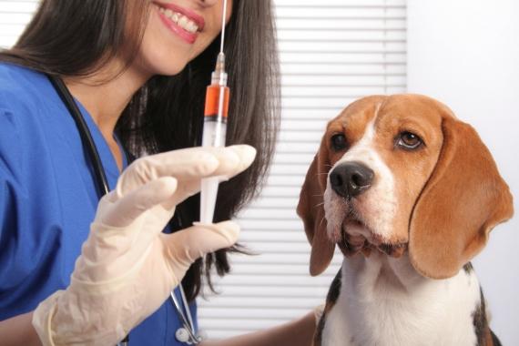 У Вінниці можна безкоштовно вакцинувати домашніх тварин від сказу